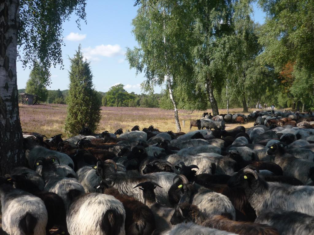 Ferienwohnungen Heideidylle Amelinghausen Extérieur photo