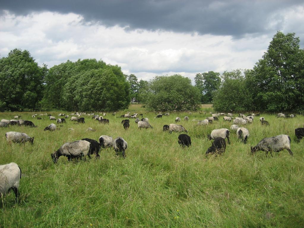 Ferienwohnungen Heideidylle Amelinghausen Extérieur photo